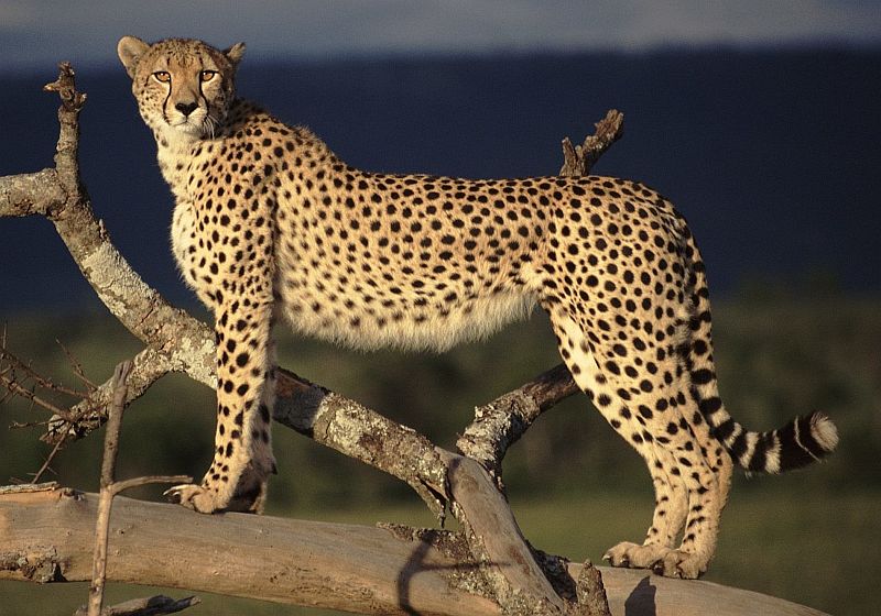 cheetah